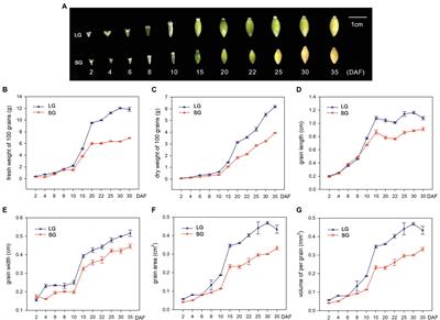 Combined RNA-seq and Phenotype Analysis Reveals a Potential Molecular Mechanism of the Difference in Grain Size of Naked Barley From the Qinghai–Tibetan Plateau